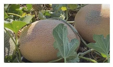 Stk - 10x Ananas Melon Saatgut essbar Garten Pflanzen - Samen B661 - Seeds & Plants Shop by Ipsa