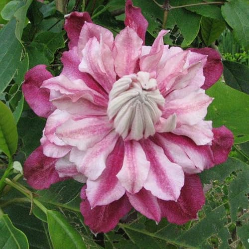 25 Patricia Ann Clematis Seeds Bloom Climbing Perennial Flowers Seed Flower Vine Climbing Perennial