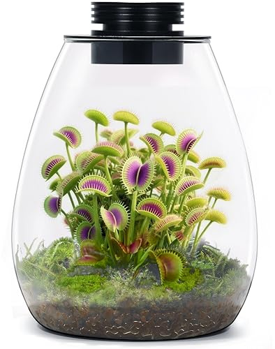 Desktop Glass Terrarium with Grow Light (H:7.8 D:6.7), for Succulent, Moss, Miniature Gardening Landscape, Betta Fish Tank, Indoor Plant Growth, Office Home Decoration, Plant Lovers Gifts