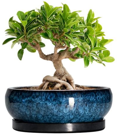 EPFamily Bonsai-Töpfe, 20,3 cm, Keramik-Sukkulenten-Pflanztopf für drinnen und draußen, runder Bonsai-Pflanztopf mit Ablaufloch und Untersetzer, Flache Keramik-Pflanzschale, Terrassendekoration