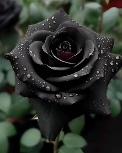 300+ Specimenti di Rosa Nera, Pianta Ornamentale Profumata per Giardino, Balcone e Terrazzo