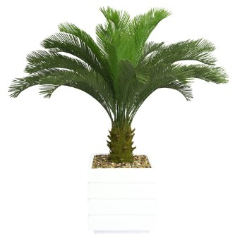 137,2 cm hohe Cycas-Palme in 35,6 cm Fiberstein-Pflanzgefäß