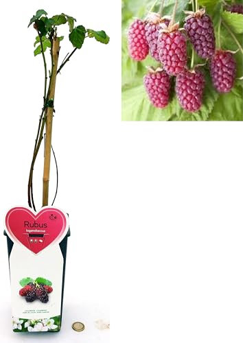 POWERS TO FLOWERS - RUBUS LOGANOBACCUS, LOGANBERRY, PIANTA DI LAMPONE ROSSO RIFIORENTE, piante vere