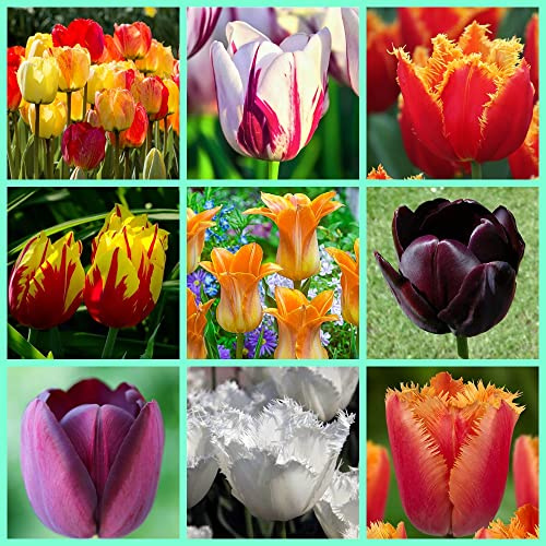 Bulbi di tulipani,Mix,tulipani bulbi misti,Bulbi di tulipano,perenni,resistenti al freddo,che fioriscono da marzo a maggio,decorazione dell'ufficio,decorazione della casa,piantati in vaso o a terra
