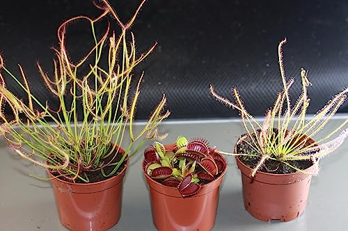 Fleischfressende Pflanzen, 3er Set - Riesig! D.muscipula, Dr. filiformis, Dr. binata