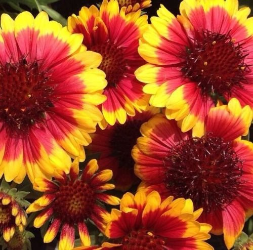 30 + ARIZONA SUN BI-COLOR GAILLARDIA Blumensamen/SELTEN PERENNIAL ANGEBOTEN : Seeds Only