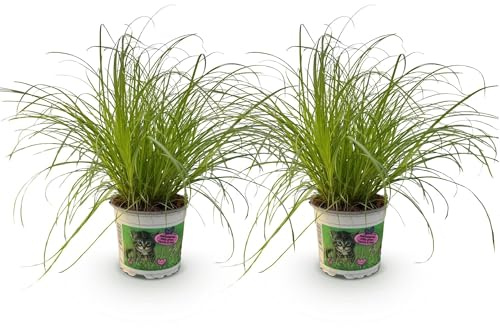Cyperus alternifolius Zumula – 2 Pflanzen Set – Ø12cm Höhe 28–30cm – Katzengras mit fächerförmigen Blättern – Haustierfreundliche Zimmerpflanze