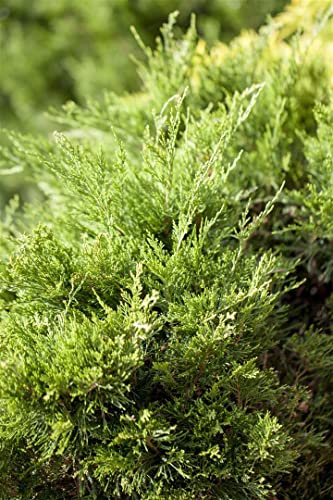 Wacholder Juniperus pfitzeriana Mint Julep 20-30 cm immergrün winterhart | Silbrig-grünes Nadelkleid, ideal für Beet und Kübel, sonnig bis halbschattig, robust, schnittverträglich, bodendeckend
