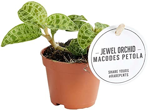 Exotenherz Juwelorchidee - Macodes petola Emerald - Mini-Erdorchidee mit ausgefallenen Blättern - 6cm Topf