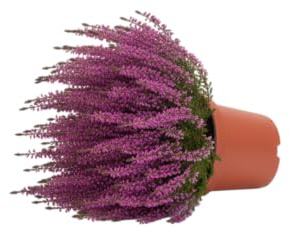 Planta Natural Calluna (Brezo) – Elegancia Floral y Frescura | DECOALIVE