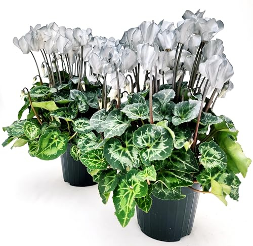 POWERS TO FLOWERS - CICLAMINO COLOR LIFE ARGENTO, 3 PIANTE, VASO 12CM DIAMETRO, piante vere