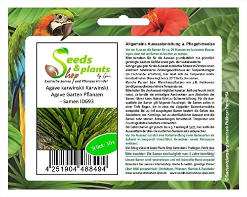 Stk - 10x Agave karwinskii Karwinski Agave Garten Pflanzen - Samen ID693 - Seeds & Plants Shop by Ipsa