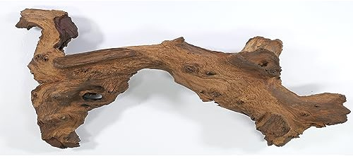 Mopani Wurzel Größe XL // Echtholzwurzel Aquariumdekoration Garnelen Zierfische Hard Scape 40cm - 50cm (Mangrove Savanna) Aquascaping Terrarium Wohnraum Deko