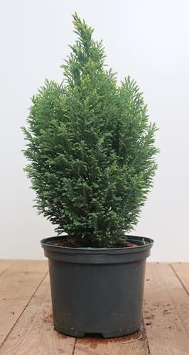 Scheinzypresse Chamaecyparis lawsoniana Snow White 30-40 cm winterhart | Weiße Triebspitzen, dichter Wuchs, schnittverträglich, ideal für Hecken, sonnig bis halbschattig, robust, gartentauglich