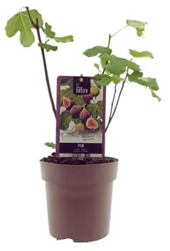 Ficus Brown Turkey – Feigenbaum – Ø15cm – 40cm – Pflegeleichter Zimmerfeigenbaum mit großen Blättern – Mediterranes Flair für Innenräume & geschützte Außenbereiche
