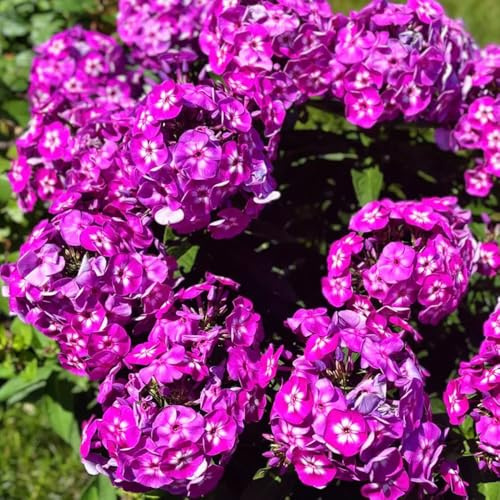 phlox bodendecker - balkon winterhart garten mehrjährig stauden 400samen
