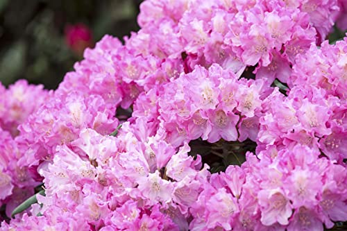 Rhododendron yakushimanum 'Kalinka' 30-40 cm – Immergrün & Winterhart & Mehrjährig – Rhododendron – Zierstrauch für Garten & Kübel