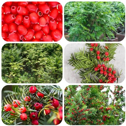 Semillas de Taxus baccata, tejo de balcón, ornamental resistente, reales de interior verdes, decoración 130pcs