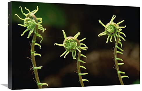20 x 30 in. Deer Fern Fiddleheads, Pacific Coast, North America Art Print - Gerry Ellis