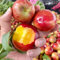 semillas de nectarina, Plantas de fruta fresca en macetas al aire libre resistentes nectarinas resistentes comprar árboles frutales planta de interior plantas de balcón resistentes 6pcs
