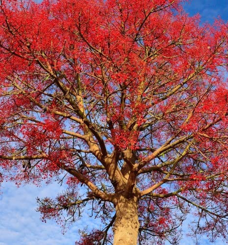 6 Semi di Albero di Fuoco Illawarra - Brachychiton acerifolius