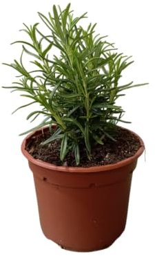 Planta de Romero Natural – Planta Aromática y Ornamental en maceta