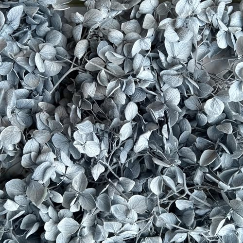 Preserved Dried Hydrangea - 10g of Grey Hydrangea Flower Petals, UK Florist, for Wedding Decor, DIY, Handmade, Party Office Home Decor (Grey)