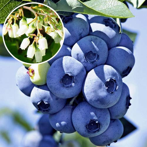 MIRTILLO GIGANTE AMERICANO 2 ANNI 50-70 CM VIVAI AMAZONSEEDS