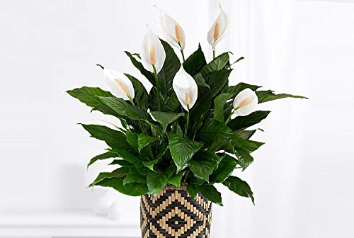 Spathiphyllum Peace Lily Indoor Plant - Large Peace Lily in a 13cm Pot - Around 45-55cm in Height