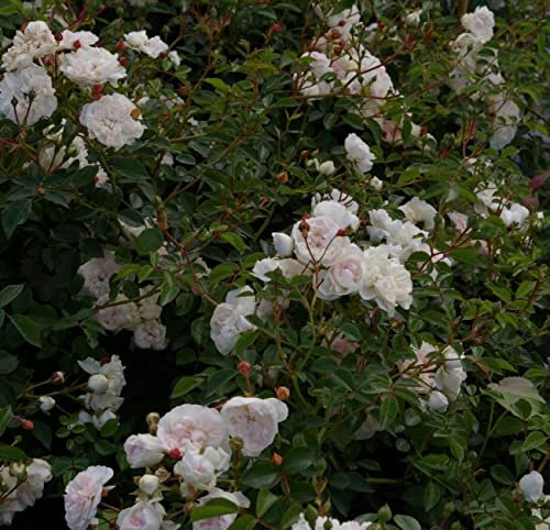 Bodendeckerrose Swany® - Rosa Swany® - weiß - Meilland-Rose -