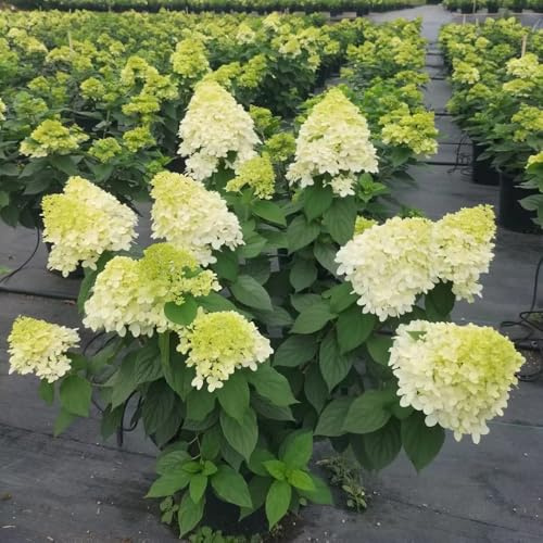 semi di ortensia a pannocchia - di arbusti Ortensia paniculata - semi di selvatici esotici decorazione da giardino per esterni rare arbusti fioriti 80pcs