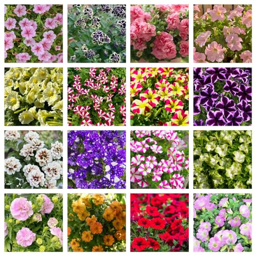 semillas de petunia, trepadoras raras de exóticas exterior invernadero interior invernaderos balcón interior 850pcs