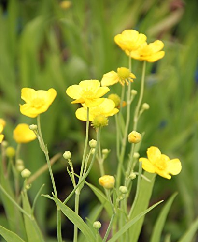 WASSERPFLANZEN WOLFF - Ranunculus lingua - winterhart - Sumpfhahnenfuß - Zungenhahnenfuß, gelb - QUALITÄTSSTAUDE durchwurzelt im 9x9cm Topf – heimisch - winterhart