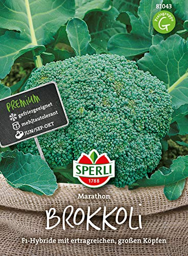 81043 Sperli Premium Brokkoli Samen Marathon | Aromatisch Zart | Ertragreich | Große Köpfe | Brokkoli Saatgut