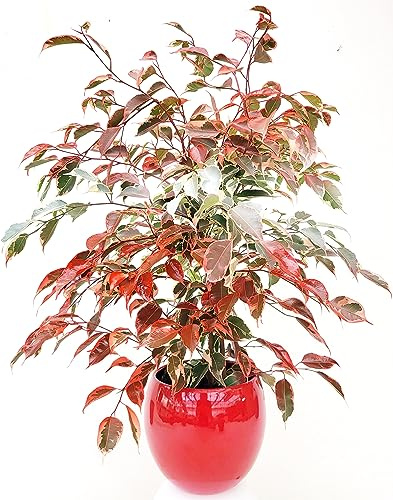 POWERS TO FLOWERS - FICUS BENJAMIN COLOR LIFE BANDIERA DELL' AUSTRIA, IN VASO CERAMICA ROSSO SFERICO, pianta vera!!!