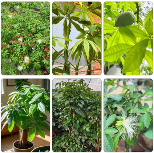 glückskastanie bonsaibaum grünpflanzen baumsamen winterharte kübelpflanzen gartenkräuter balkon beet winterharte stauden für pralle sonne pflanztöpfe kräutersamen exotische 8samen