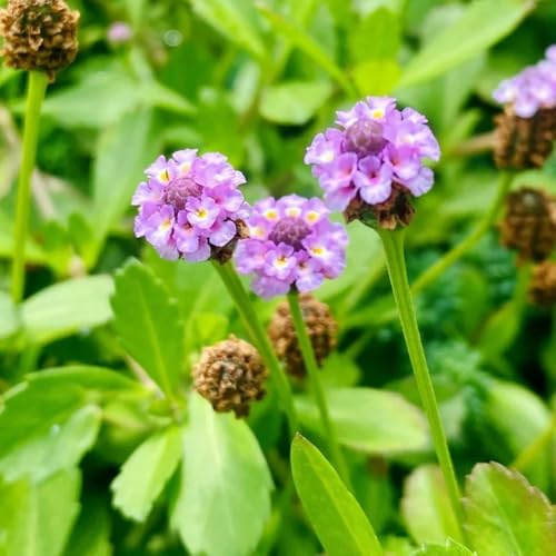 verbena velenifera strisciante semi di selvatici d'appartamento purificatrici d'aria giardino resistenti semi biologici di 35semi
