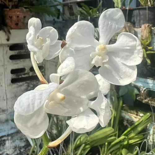 Orchidea Vanda - decorativo Decorazioni giardino per esterni balcone in vaso d'appartamento purificatrici 40semi