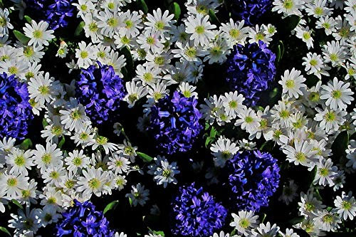 50 X Giacinti e Anemone - Hyacinthus & Anemone - Bulbi Di Alta Qualità (50)