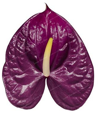 Graines De Fleurs D'Anthurium Fraîches À Planter En Violet Paquet De 100 Graines