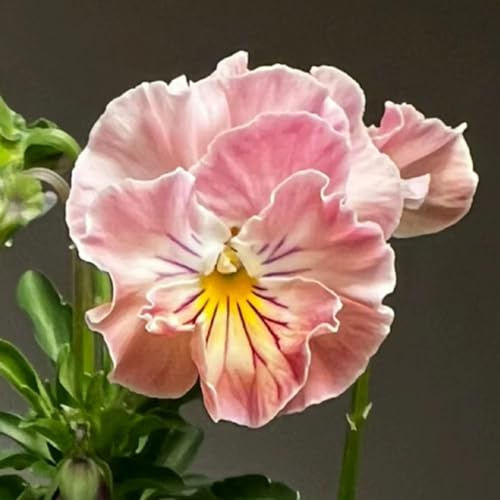 pensamientos de balcón primavera Cobertura perenne resistente semillas de prados silvestres oficina arbusto mariposas semillas exóticas prado 500pcs