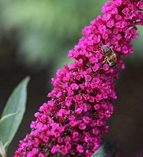 Buddleja davidii Royal Red 60–80 cm – Winterhart, Mehrjährig, Pflegeleicht – Sommerflieder – Zierstrauch für Garten & Terrasse