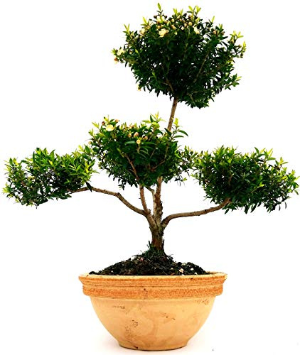 POWERS TO FLOWERS - MIRTO DA LIQUORE BONSAI MULTI ALBERELLO, IN CIOTOLA COCCIO GRAFFIATO, VASO 20cm, pianta vera