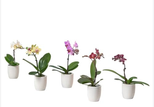 Orquídea pequeña Phalaenopsis mini color mixto Made in Italy. Planta auténtica de clase altísimo nivel. Terre di Romagna jarrón 8 cm flores perfectas