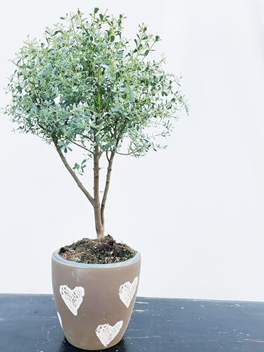POWERS TO FLOWERS - EUCALIPTO ALBERELLO, IN VASO CERAMICA NATUR A CUORI, 16 CM DIAMETRO, pianta vera
