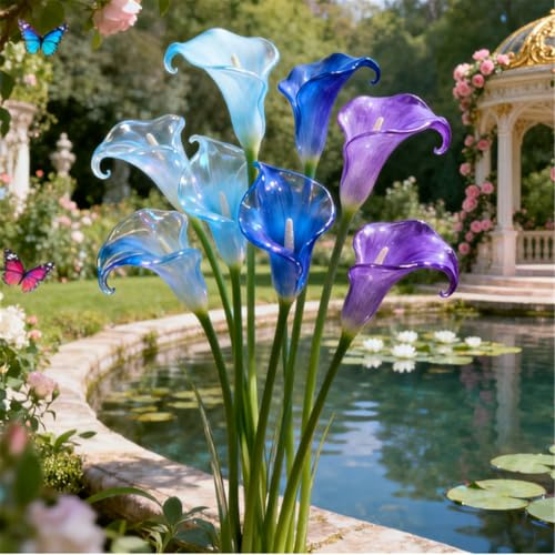 Calla rara/Calla a tubero/Perenne ornamentale per temperature fredde/Matrimonio/Interno/Giardino/Decorazione/Temperature fredde-2 PCS-C