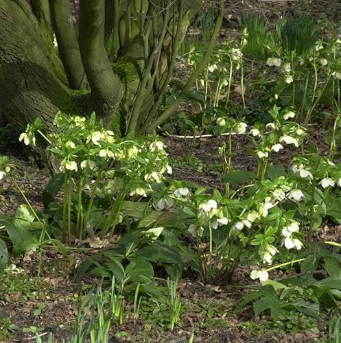Christrose Lenzrose Bollene - Helleborus orientalis - lebende Gartenpflanze aus den Baumschulen