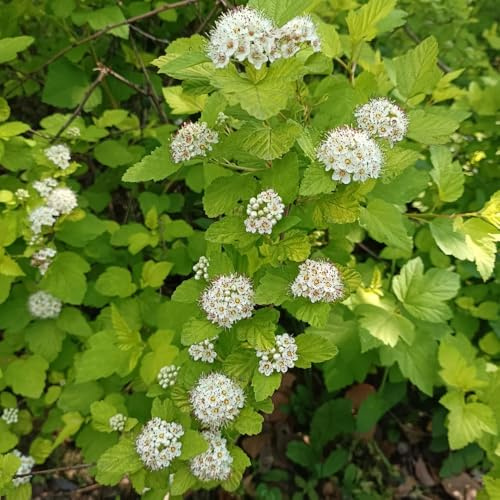 Semi di euforbia del fagiano, da esterno resistenti Semi di Physocarpus amurensis, selvatici decorazione da giardino per esterni serre balcone arbusti ti resistenti 50pcs