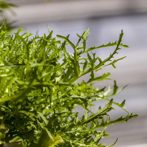 endivias sostenibles semillas de endibia semillas de hortalizas camas elevadas Cultivo trepadoras vegetales jardín Comprar hortalizas 250semillas