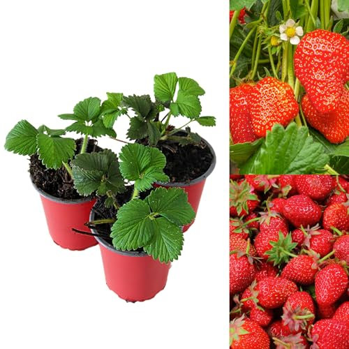 Carbeth Plants - Strawberry Elsanta Fruit Plants - Hardy Garden Bushes in 9cm Pots - Grow Your Own (3)